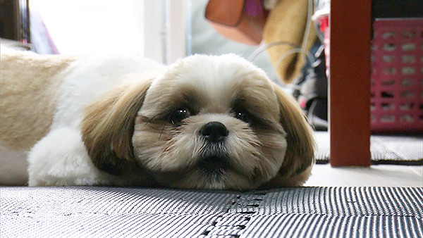 はんぺん きょうのわんこ 写真2
