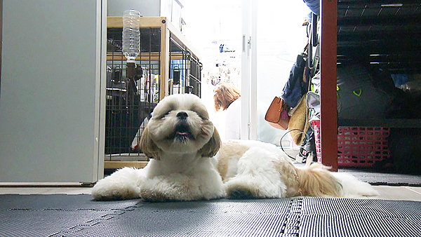 はんぺん きょうのわんこ 写真3