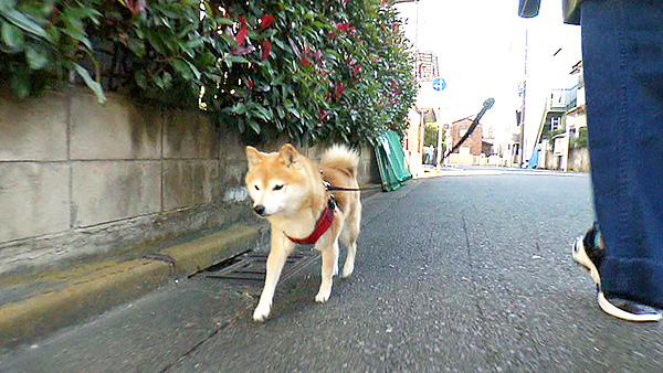 たまこ きょうのわんこ 写真1