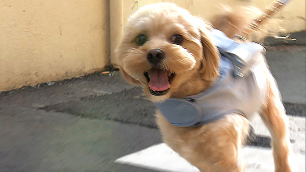 スミ きょうのわんこ 写真1
