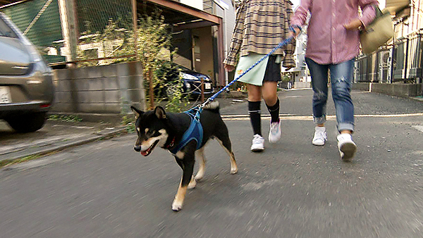 サスケ きょうのわんこ 写真2
