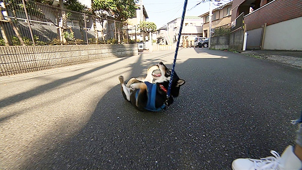 サスケ きょうのわんこ 写真3