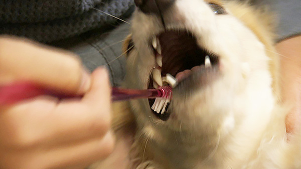 うい きょうのわんこ 写真3