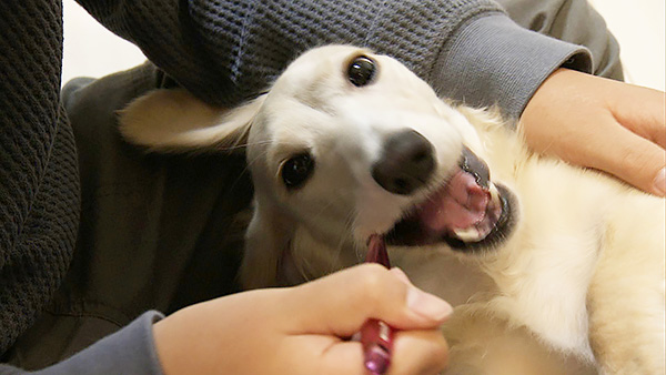 うい きょうのわんこ 写真4