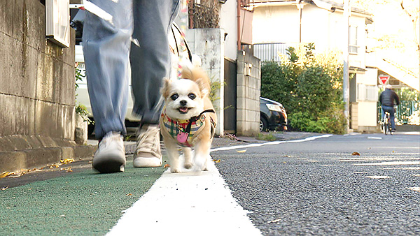 こつぶ きょうのわんこ 写真2