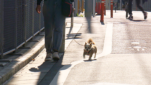 こつぶ きょうのわんこ 写真3