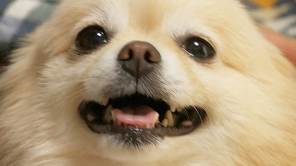 ルク きょうのわんこ 写真1
