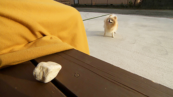 ルク きょうのわんこ 写真3