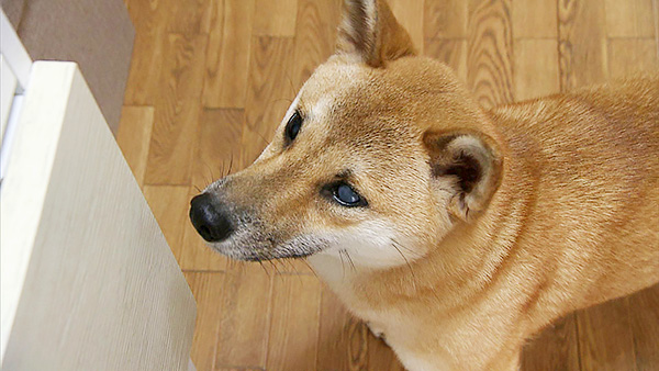 おこめ きょうのわんこ 写真2