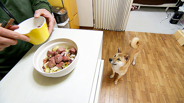おこめ きょうのわんこ 写真3