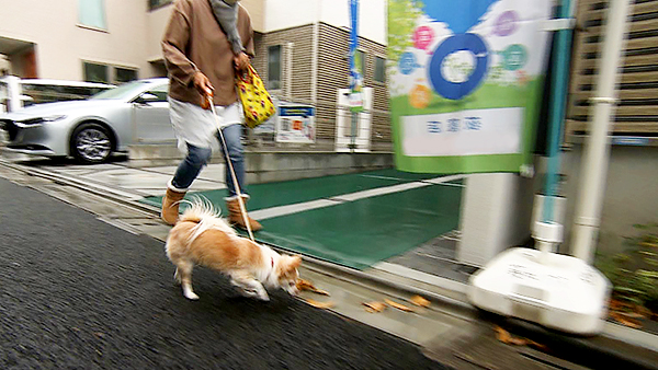 チー きょうのわんこ 写真2