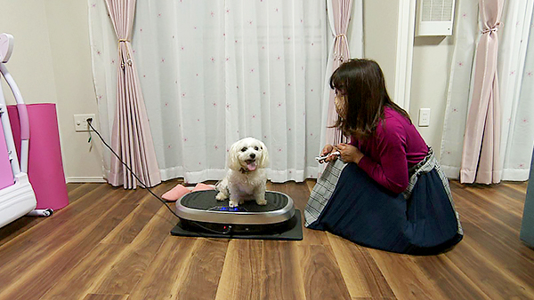 シナモン きょうのわんこ 写真3