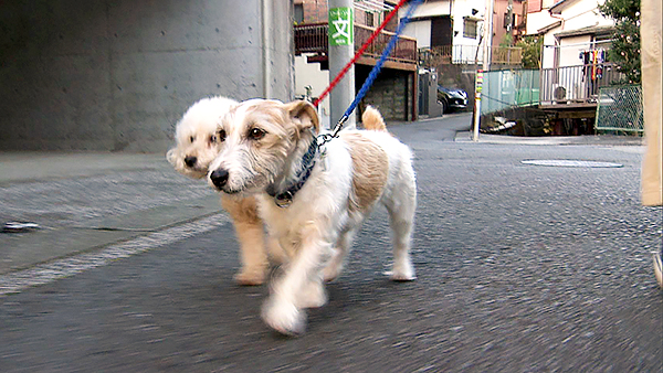 ハル きょうのわんこ 写真2