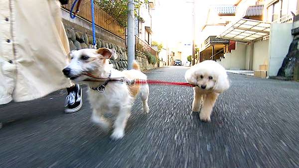 ハル きょうのわんこ 写真4
