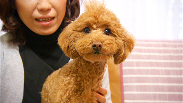 麦 きょうのわんこ 写真1