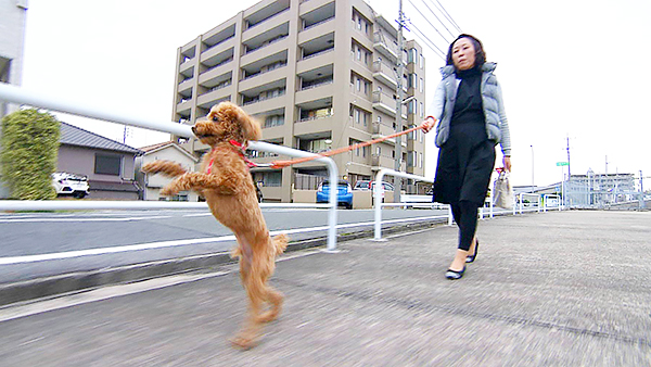 麦 きょうのわんこ 写真2