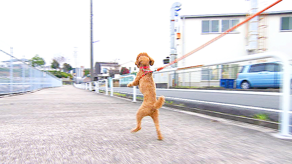 麦 きょうのわんこ 写真4