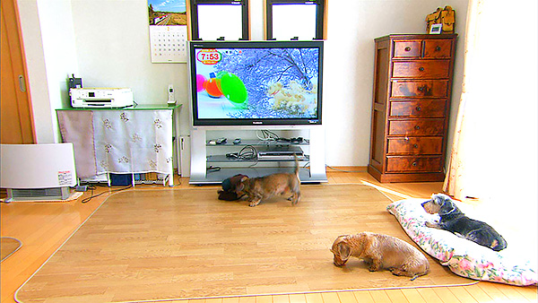 レジェンド 5071 ばん めざましテレビ きょうのわんこ フジテレビ レジェンド 5071 ばん めざましテレビ きょうのわんこ フジテレビ