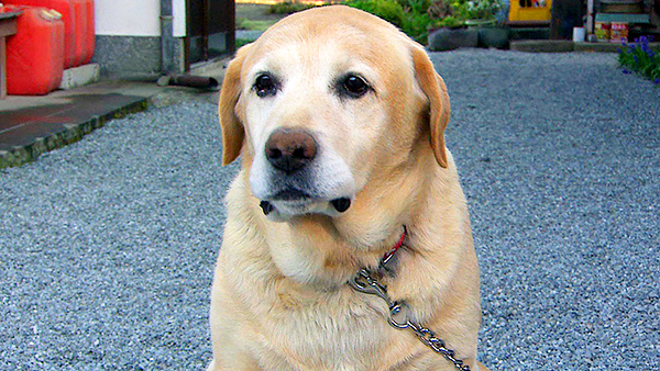 ゴンタ きょうのわんこ 写真1