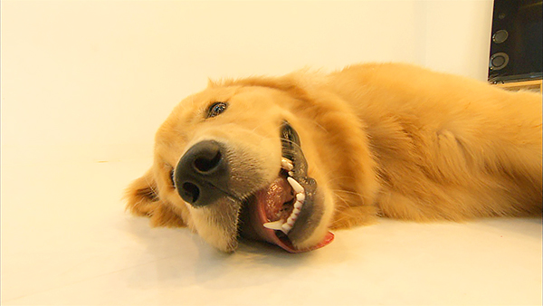 ゴンザレス きょうのわんこ 写真3