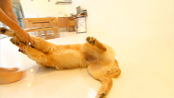 ゴンザレス きょうのわんこ 写真4