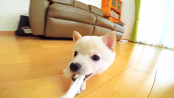 ハル きょうのわんこ 写真3