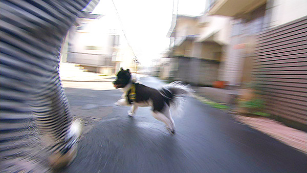エース きょうのわんこ 写真3