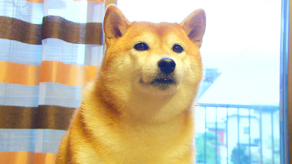 くるみ きょうのわんこ 写真1