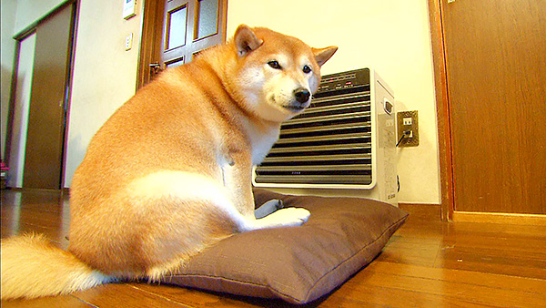 くるみ きょうのわんこ 写真3