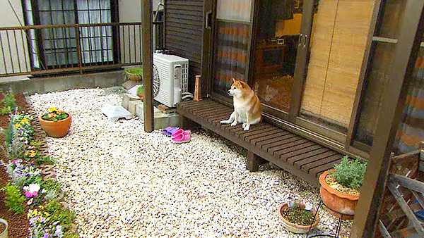 くるみ きょうのわんこ 写真5