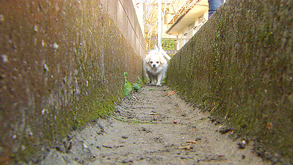 ハッピー きょうのわんこ 写真4