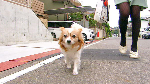ステラ きょうのわんこ 写真1