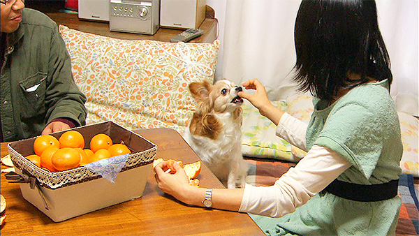 ステラ きょうのわんこ 写真5