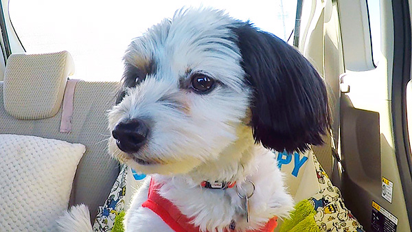 茶々 きょうのわんこ 写真1