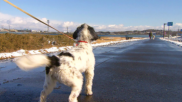 茶々 きょうのわんこ 写真2