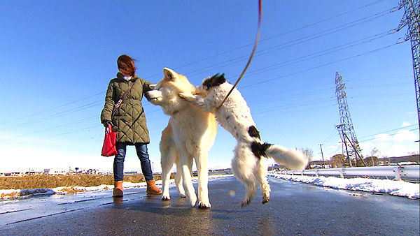茶々 きょうのわんこ 写真3