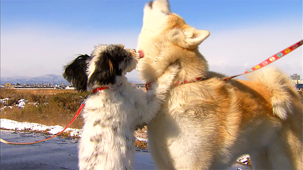 茶々 きょうのわんこ 写真4