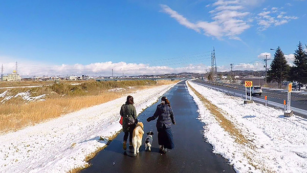 茶々 きょうのわんこ 写真5