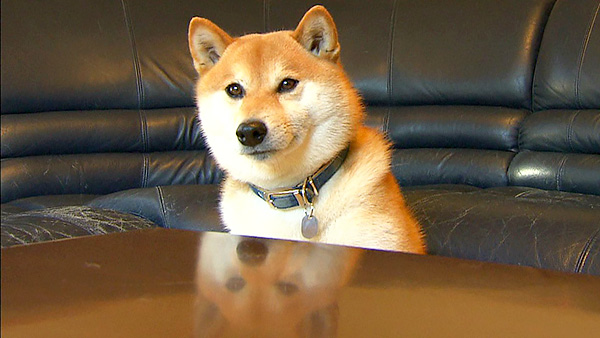 力丸太郎 きょうのわんこ 写真1