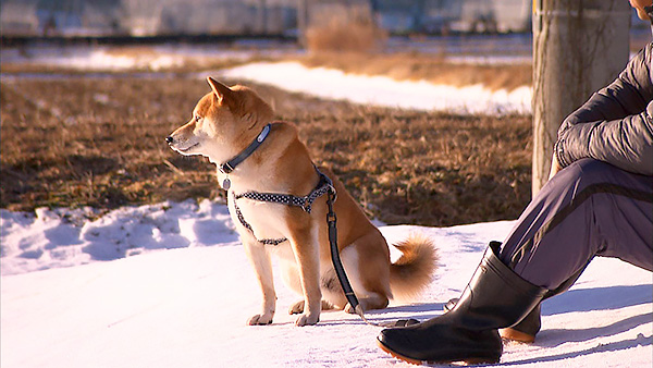 力丸太郎 きょうのわんこ 写真4