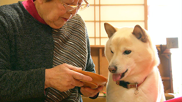 ハチ きょうのわんこ 写真3