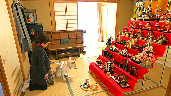 ハチ きょうのわんこ 写真4