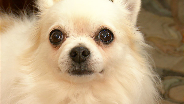 ポー きょうのわんこ 写真1