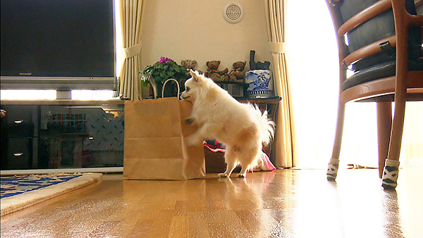 ポー きょうのわんこ 写真2