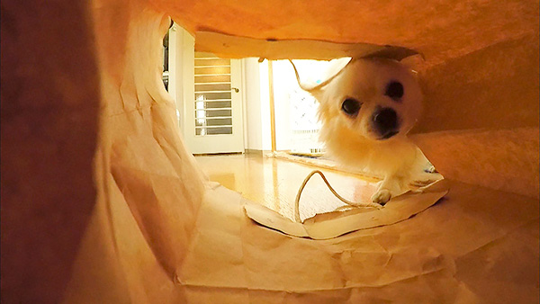 ポー きょうのわんこ 写真3