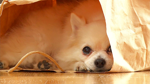 ポー きょうのわんこ 写真4