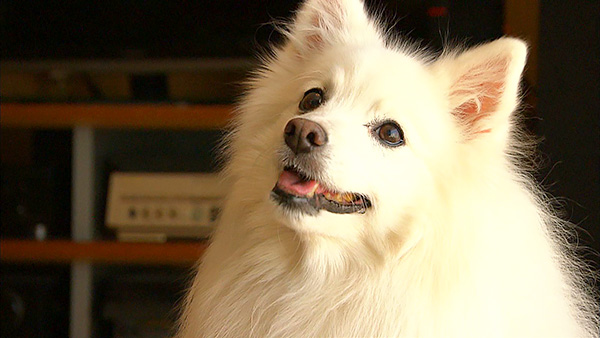 みゆき きょうのわんこ 写真1