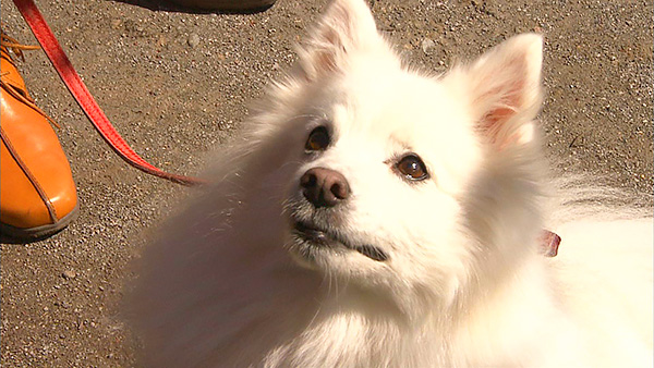 みゆき きょうのわんこ 写真4