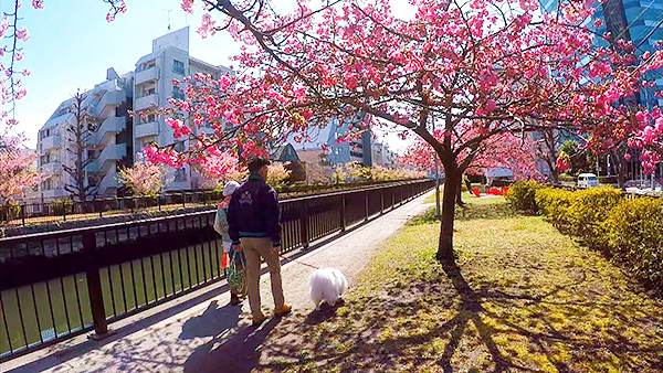 みゆき きょうのわんこ 写真5