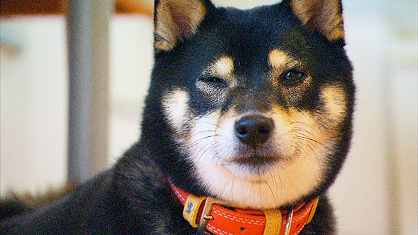 モモ きょうのわんこ 写真1